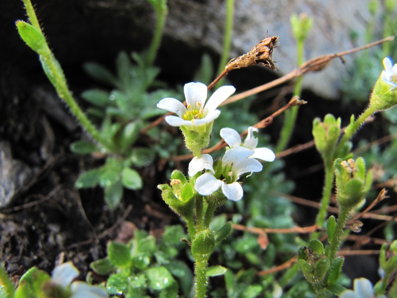 Sentieri ferrati, sentieri fioriti: i fiori dell''Albiolo